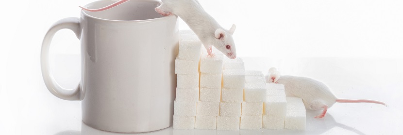 骨髓細(xì)胞微核試驗(yàn)